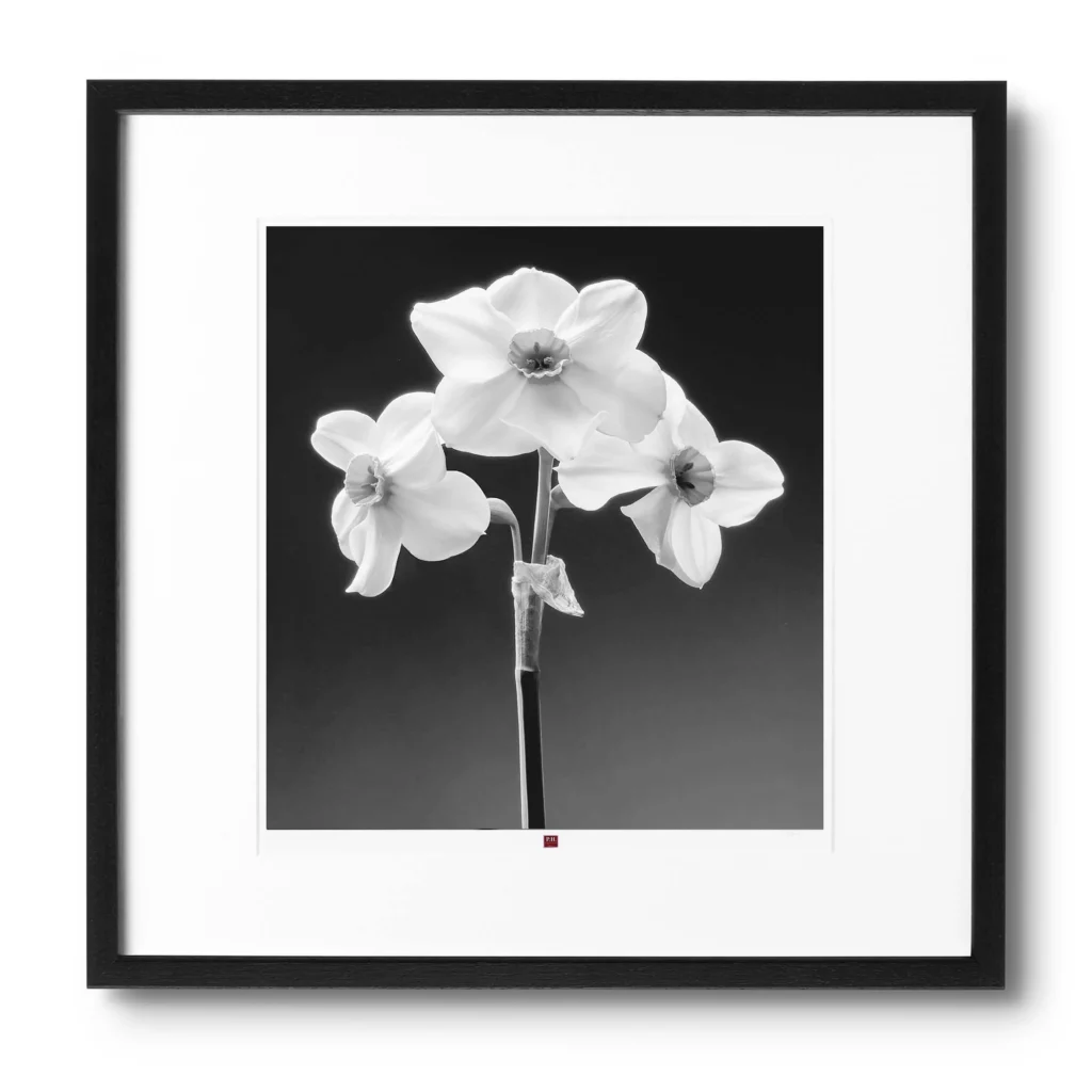 art photographie fleur de joie