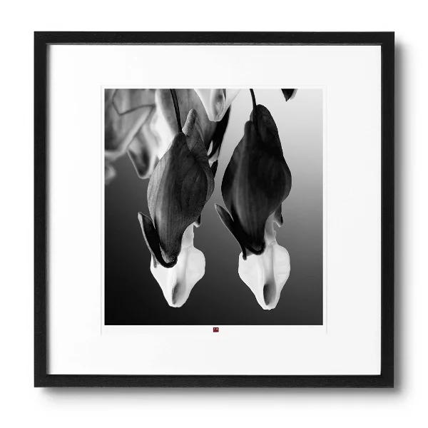 art photographie fleur de paix