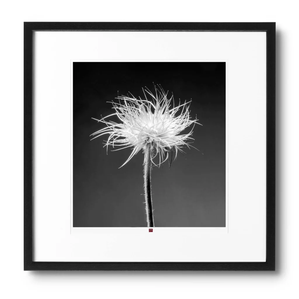 art photographie fleur de jeunesse