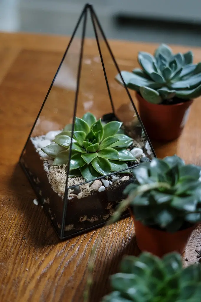 plantes d'intérieur décoratives pour votre partenaire qui aime les plantes