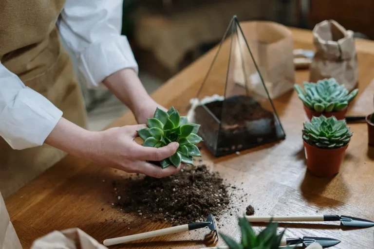 plantes d'intérieur décoratives diy pour votre partenaire qui aime les plantes