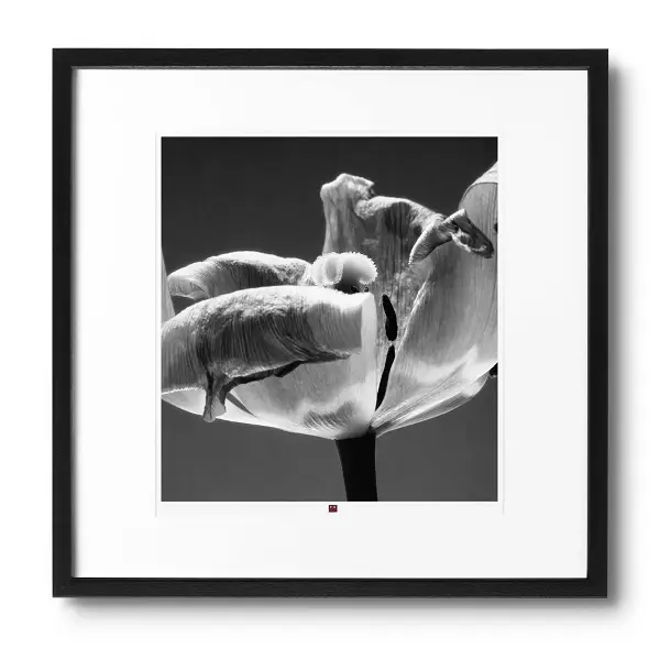 Photo d'art 'Flower of Cordiality' 50x50cm | Modern & Contemporary Styles