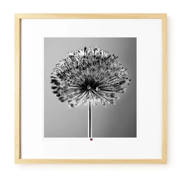 Photo d'art 'Flower of Glory' 50x50cm | Modern & Contemporary Styles