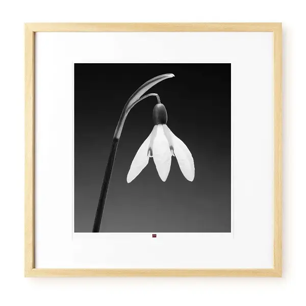 Art Photographie 'Flower of Gratitude' 50x50cm | Modern & Contemporary Styles