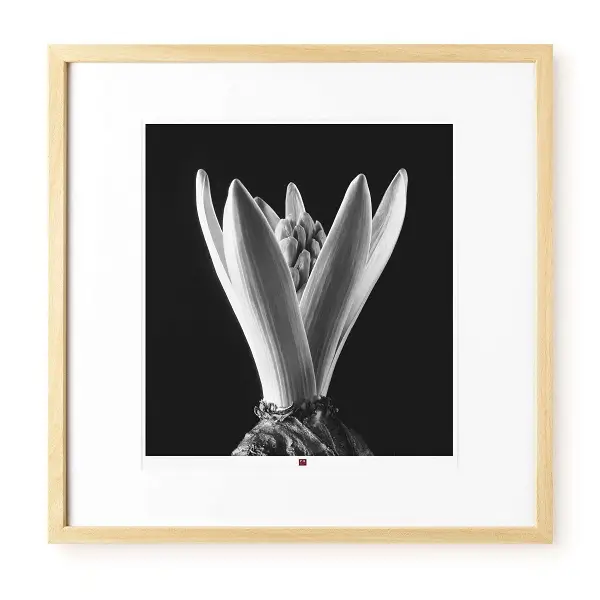 Photo d'art 'Flower of Hope' 50x50cm | Modern & Contemporary Styles