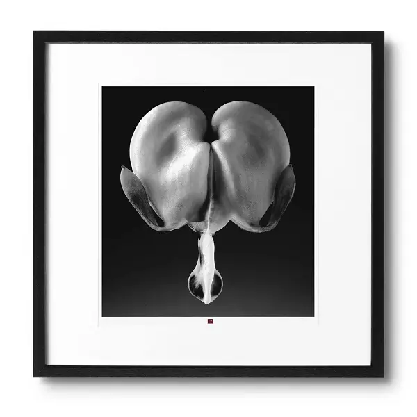 Photo d'art 'Flower of Truth' 50x50cm | Modern & Contemporary Styles